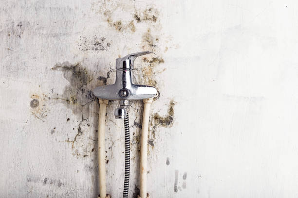 Best Residential Mold Removal  in Braddock, VA