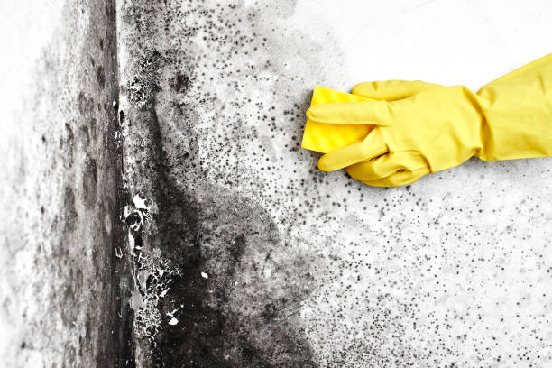 Best Best Mold Removal Companies  in Braddock, VA