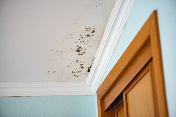 Best Mold Testing  in Braddock, VA