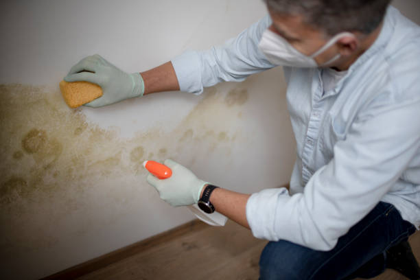 Crawl Space Mold Removal in Braddock, VA