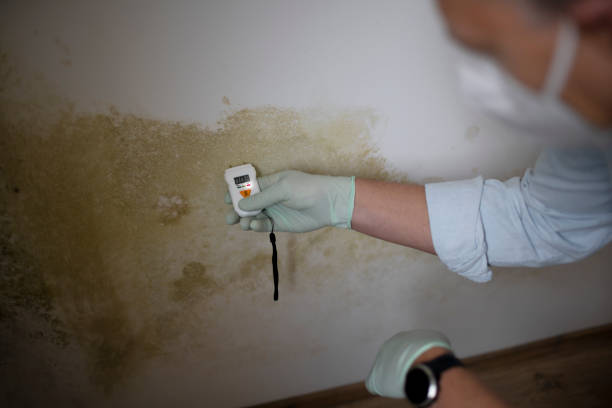 Professional Mold Removal in Braddock, VA