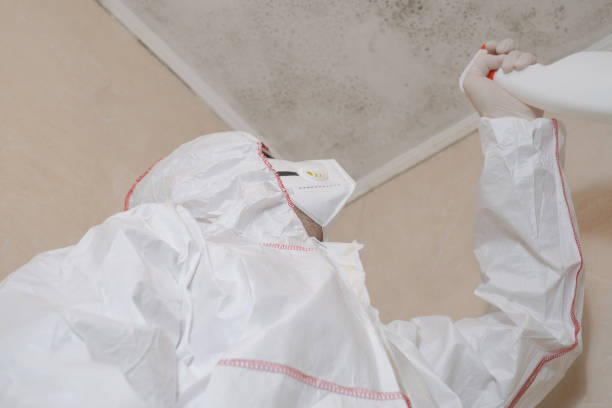 Best Affordable Mold Removal  in Braddock, VA