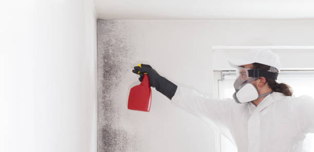 Best Attic Mold Removal  in Braddock, VA