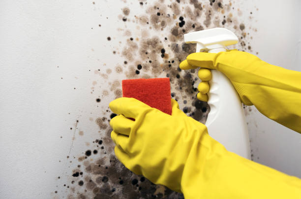 Best Professional Mold Removal  in Braddock, VA