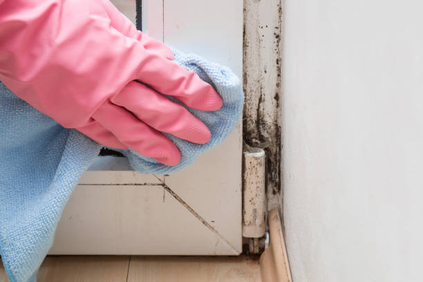 Best Mold Testing and Removal  in Braddock, VA