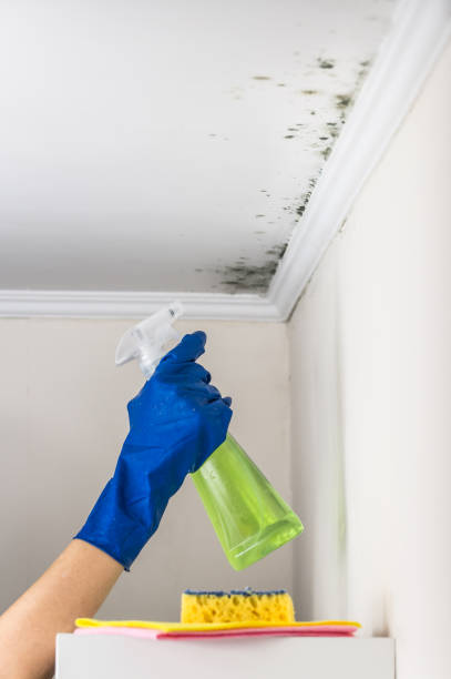 Best Certified Mold Removal  in Braddock, VA