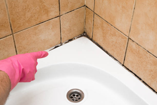 Best Crawl Space Mold Removal  in Braddock, VA