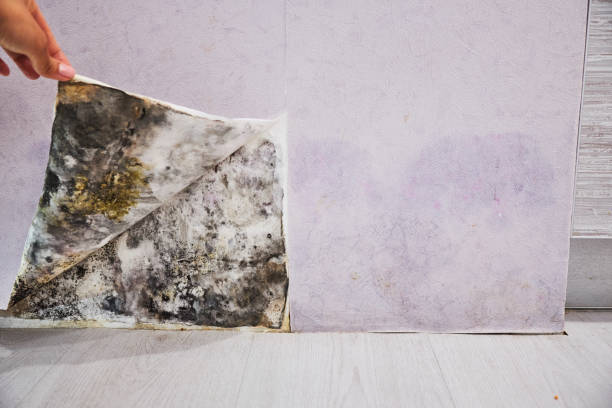 Best Affordable Mold Removal  in Braddock, VA
